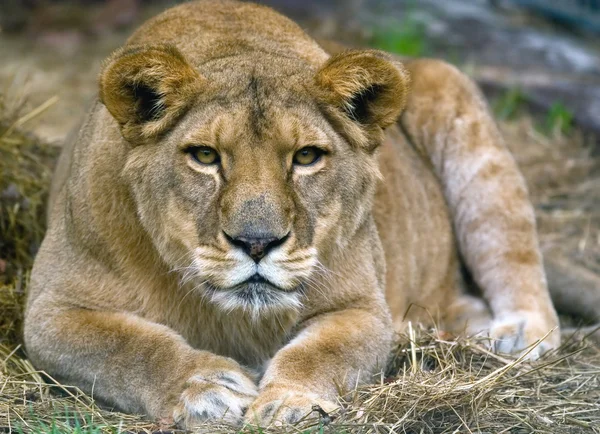 Grand lion femelle au repos — Photo