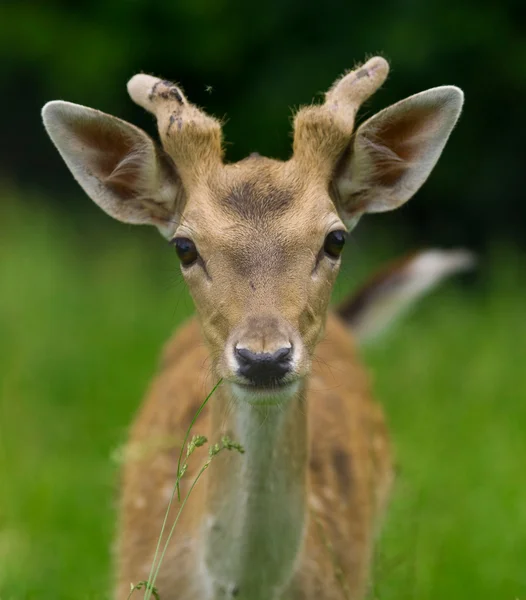 Jeune cerf dans l'herbe — Photo