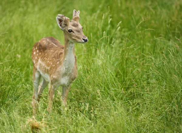 Young deer in the grass — Stock Photo, Image