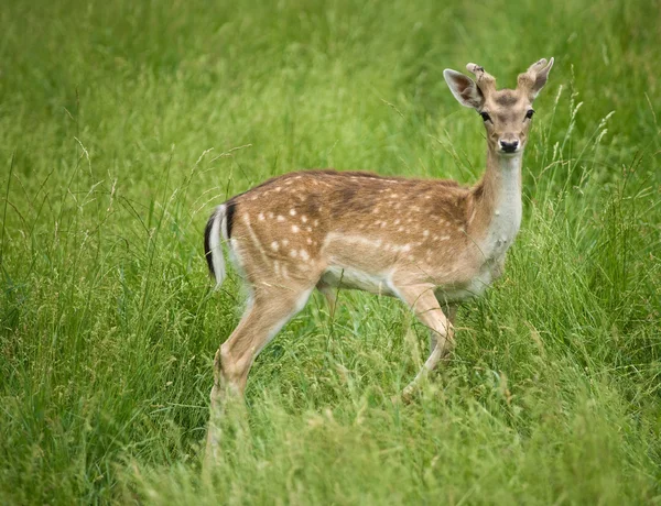 Cervos jovens na grama — Fotografia de Stock