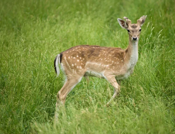 Jong hert in het gras — Stockfoto