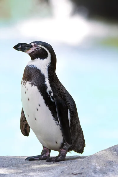 Humboldt penguin — Stock Photo, Image