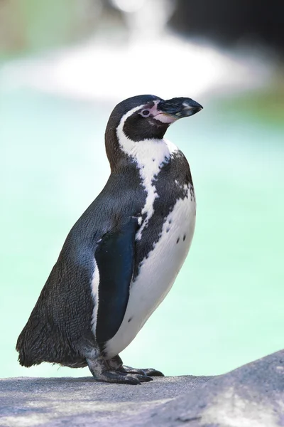Humboldt penguin — Stock Photo, Image