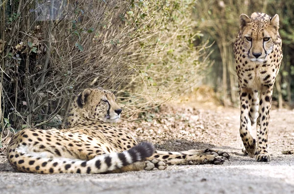 Paar voor cheetah — Stockfoto