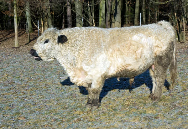 Galloway bovinos — Foto de Stock