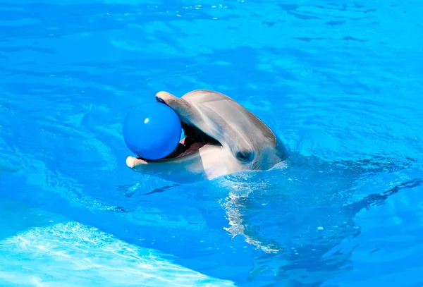 Dolphin — Stock Photo, Image