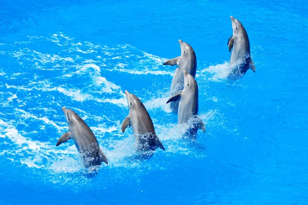 Дельфины — стоковое фото