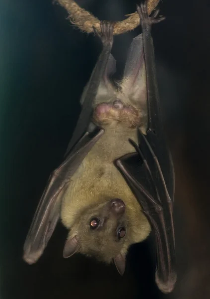 Fledermaus hängt kopfüber — Stockfoto