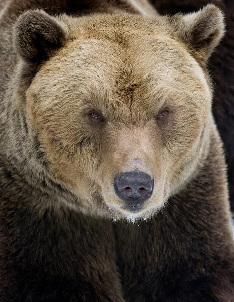 Urso castanho — Fotografia de Stock