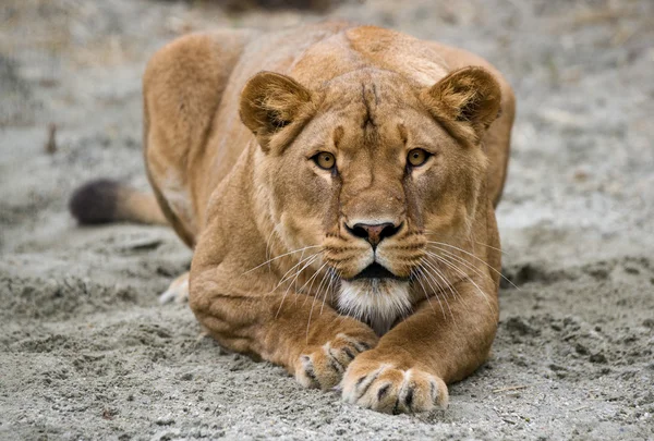 雌ライオン — ストック写真
