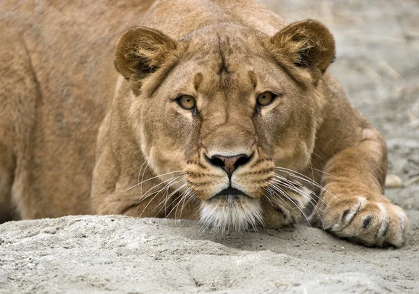 Lioness — Stock Photo, Image