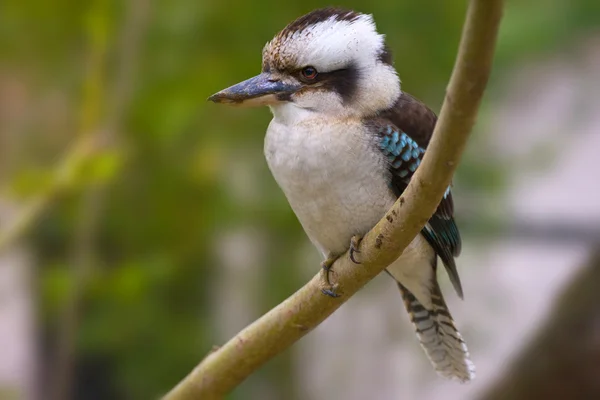 Kookaburra australiana — Foto Stock