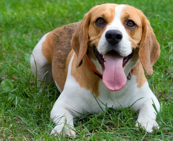 Beagle hund — Stockfoto