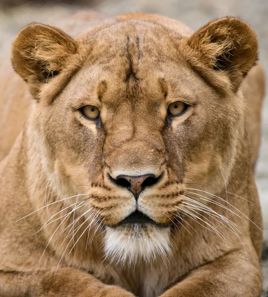 Lioness — Stock Photo, Image