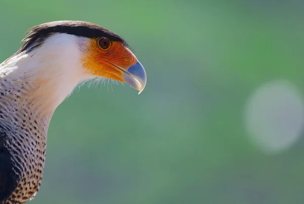 Karakara-Vogel — Stockfoto