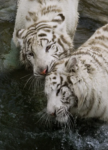 Bílý tygr Stock Fotografie