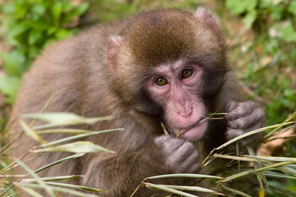 Macaco japonés Imágenes de stock libres de derechos