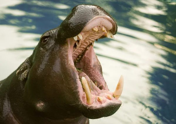 Small hippo Royalty Free Stock Images