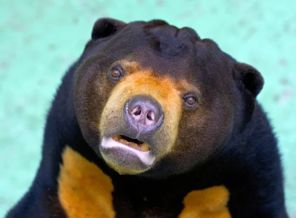 Niedźwiedź himalajski Zdjęcie Stockowe