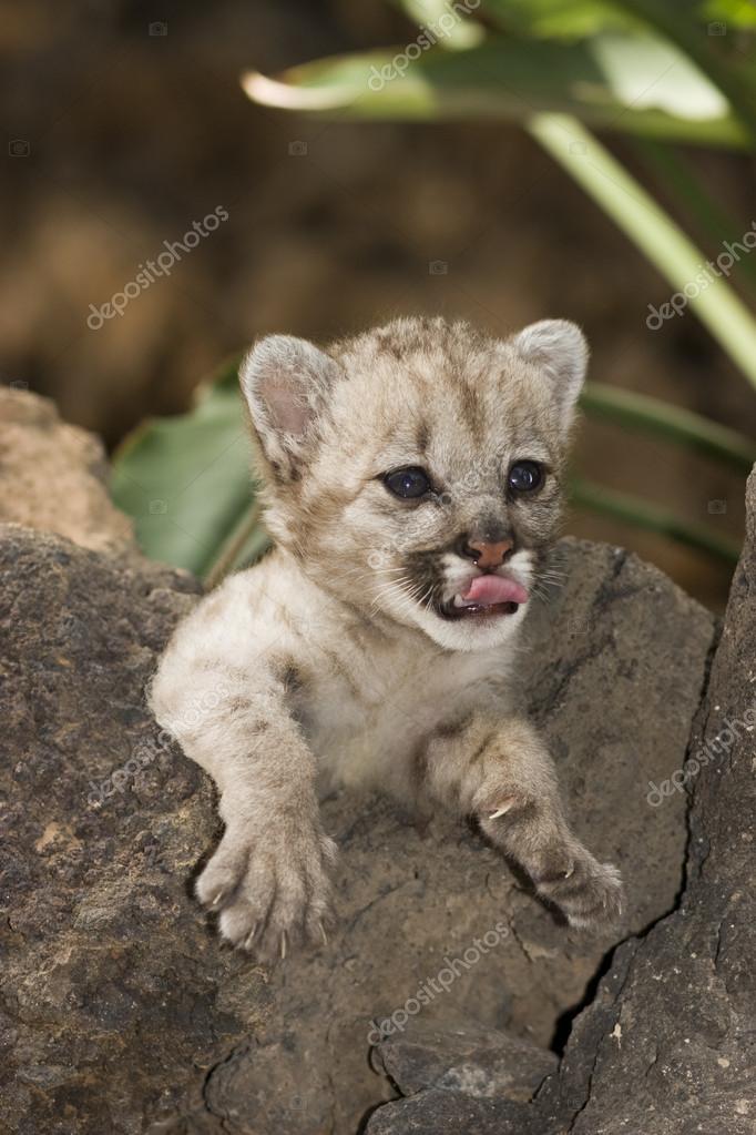 Puma cub Stock Photo by ©bertys30 19701621