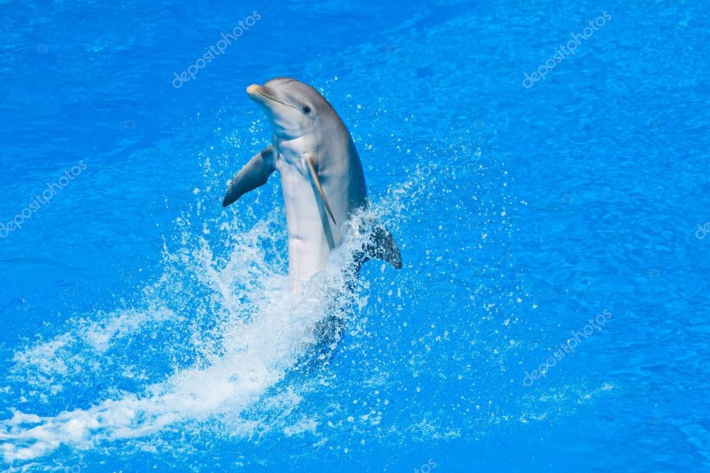 Dauphin Images Libres De Droit Photos De Dauphin Depositphotos Dauphin Images Libres De Droit Photos De Dauphin Depositphotos