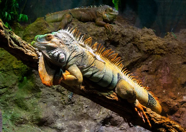 Pair of iguanas — Stock Photo, Image