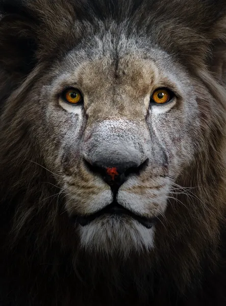 Lejon — Stockfoto