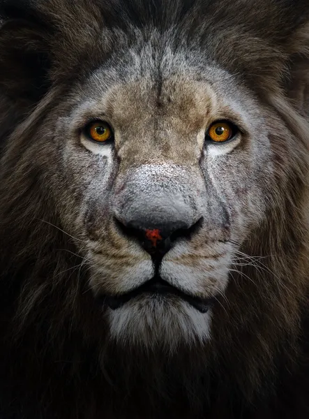 Male lion — Stock Photo, Image