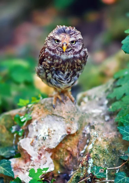 Burrowing owl baby — Stock Photo, Image