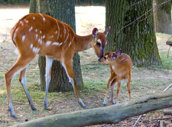 Sitatunga matki i dziecka — Zdjęcie stockowe