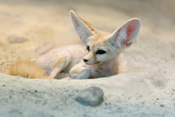 Desert fox — Stock Photo, Image