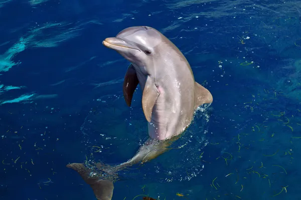 Dolphin — Stock Photo, Image