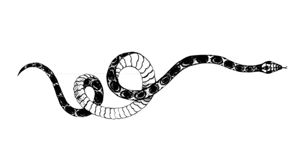 Векторные Змеи Карандашный Рисунок Винтажный Стиль Графические Черно Белые Гадюка — стоковый вектор