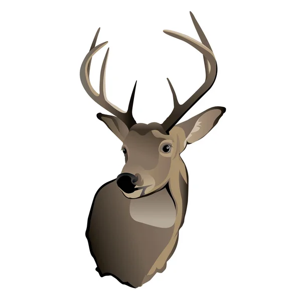 Trofeum whitetail jelenie buck — Wektor stockowy