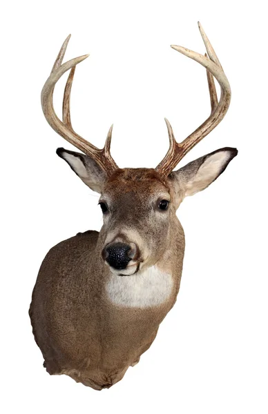 Whitetail buck geïsoleerd op wit — Stockfoto