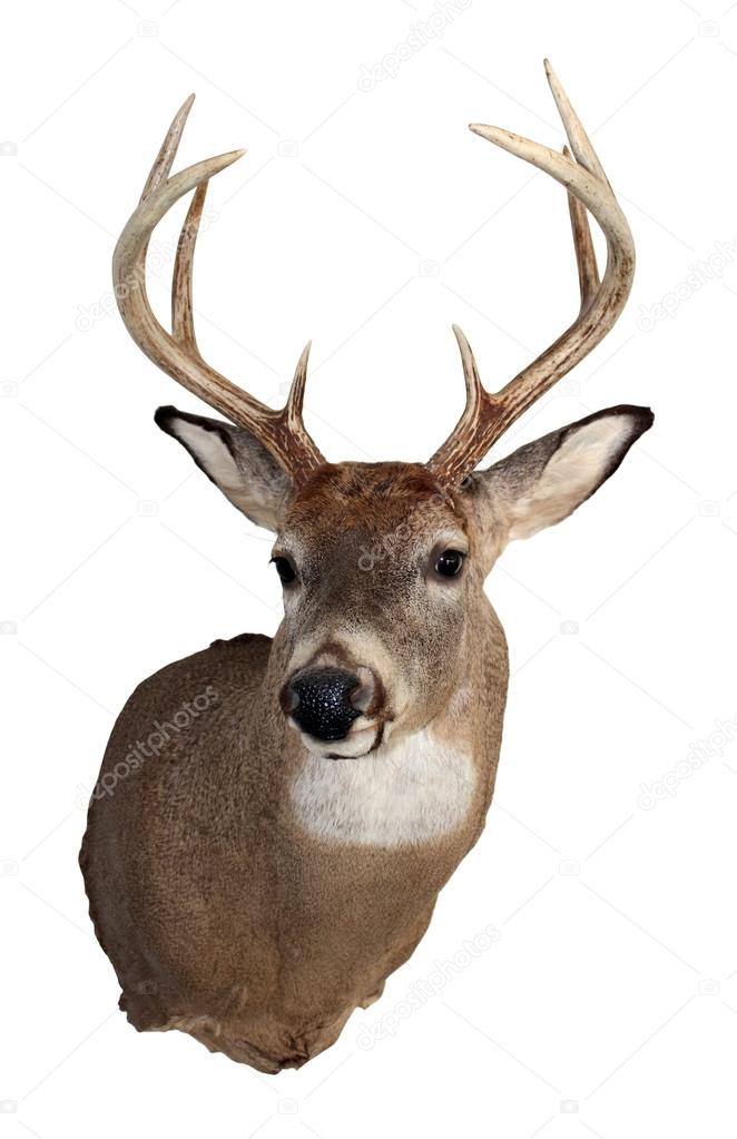 Whitetail Buck Isolated on White