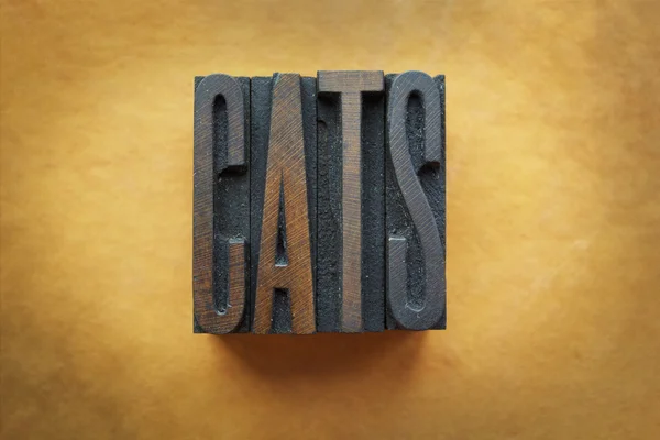 Katzen — Stockfoto