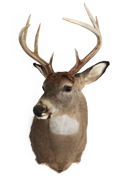 Trophy Buck — Stock Photo, Image