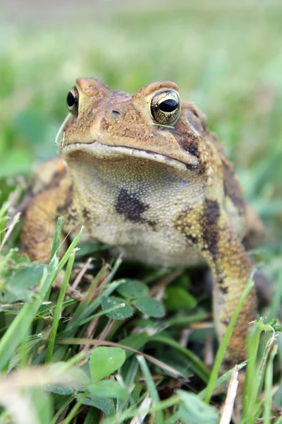 Toad in Grass — Stock Photo, Image