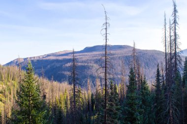 Weminuche Yaban Hayatı Ağaçlar ve dağların manzarası