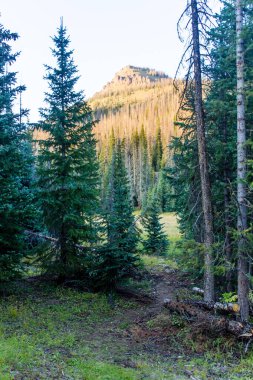 Weminuche Yaban Hayatı Ağaçlar ve dağların manzarası