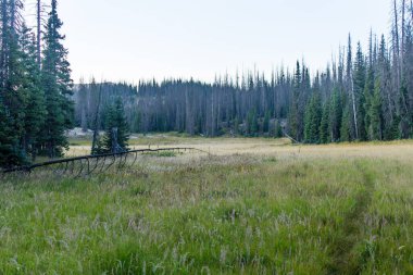 Weminuche Yaban Hayatı Ağaçlar, dağlar ve çayır manzarası.