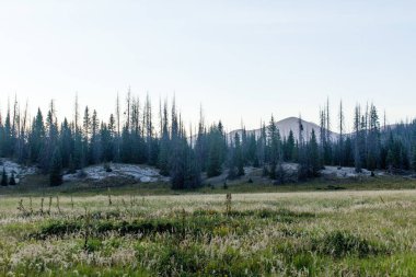Weminuche Yaban Hayatı Ağaçlar, dağlar ve çayır manzarası.