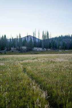 Weminuche Yaban Hayatı Ağaçlar, dağlar ve çayır manzarası.