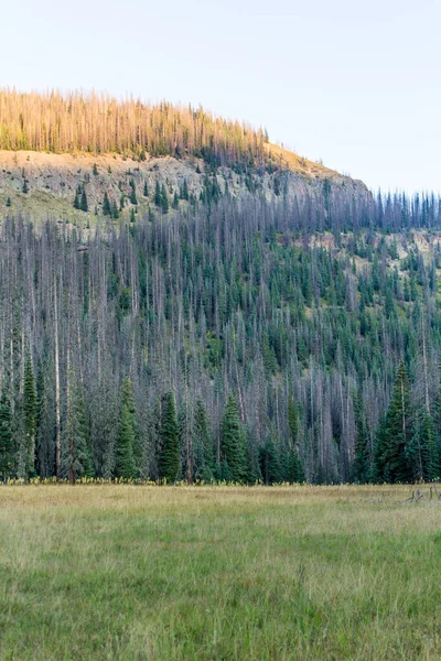Weminuche Yaban Hayatı Ağaçlar, dağlar ve çayır manzarası.