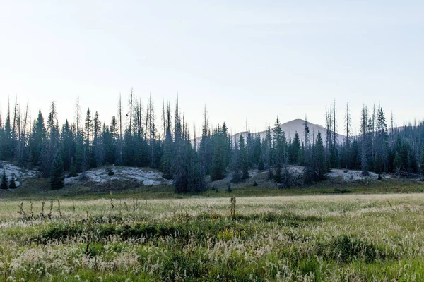 Weminuche Yaban Hayatı Ağaçlar, dağlar ve çayır manzarası.