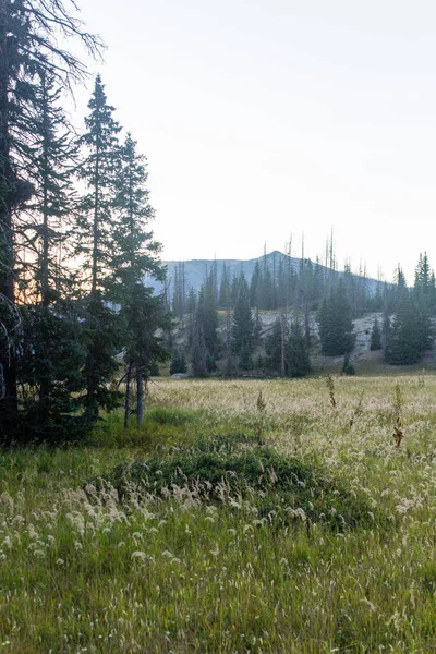 Weminuche Yaban Hayatı Ağaçlar, dağlar ve çayır manzarası.