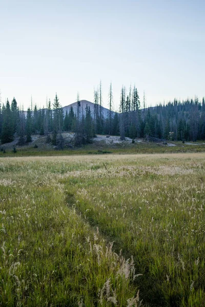 Weminuche Yaban Hayatı Ağaçlar, dağlar ve çayır manzarası.