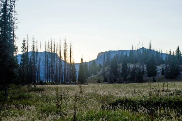 Weminuche Yaban Hayatı Ağaçlar, dağlar ve çayır manzarası.