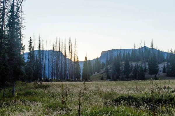 Weminuche Yaban Hayatı Ağaçlar, dağlar ve çayır manzarası.